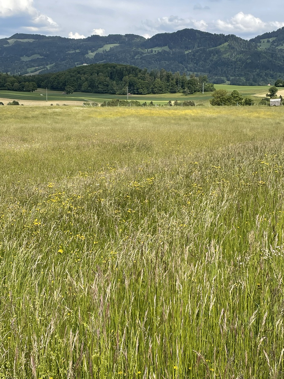Image Rhume des foins et clin d’œil aux dangers du dopage