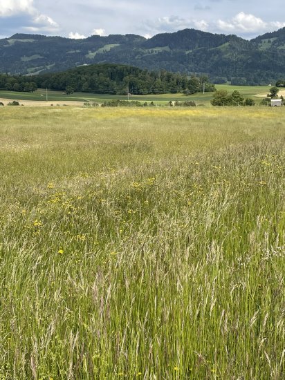 Image Rhume des foins et clin d’œil aux dangers du dopage